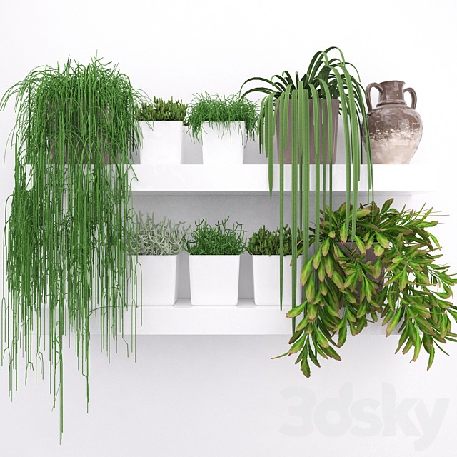 Set of succulents - ripsalis