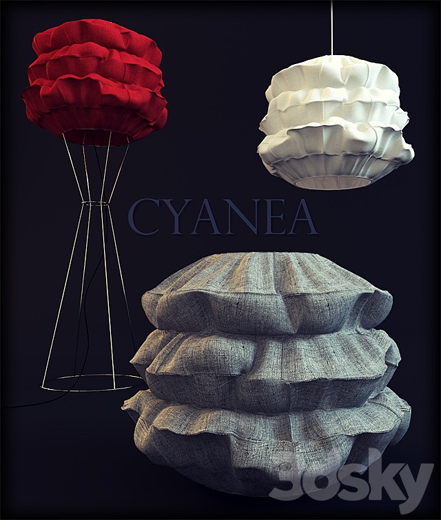 Cyanea