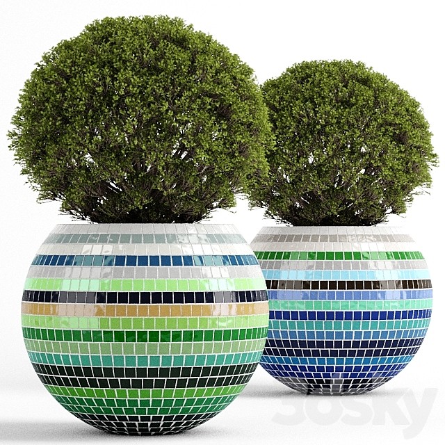 Box tree with Mosaic Pot