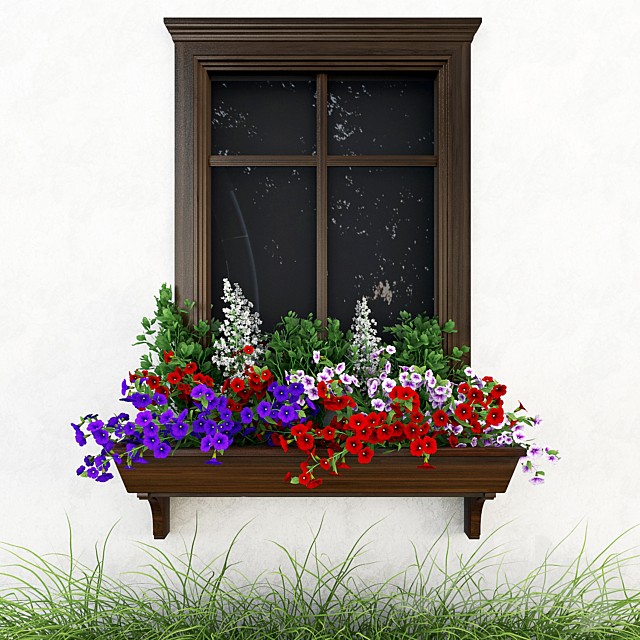 Petunia on the window