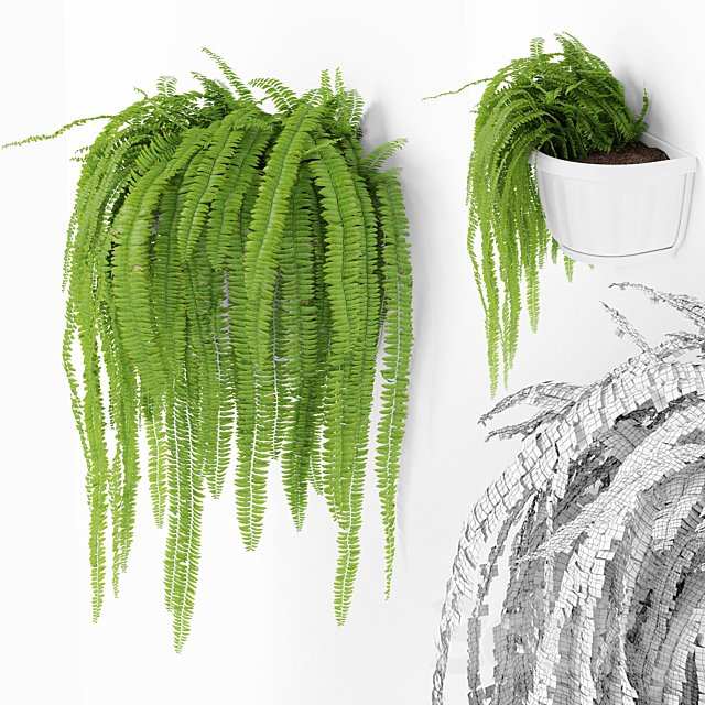 Fern 2