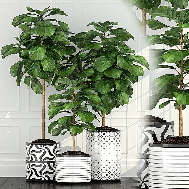 Plants collection 63