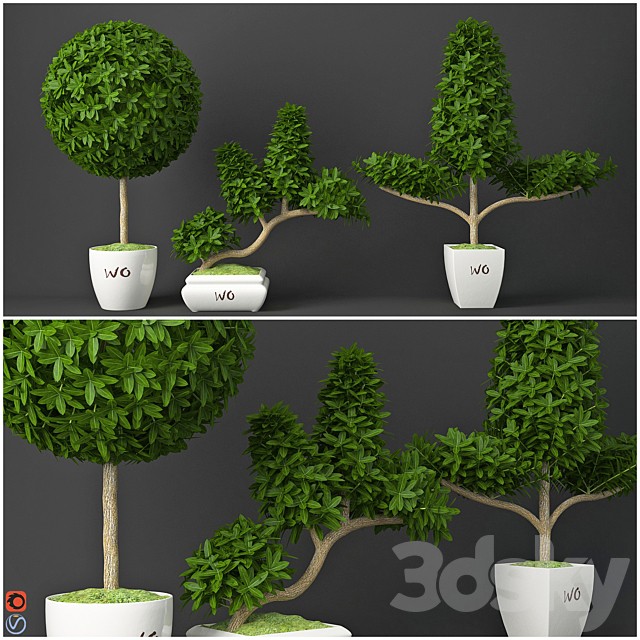 Houseplant 15