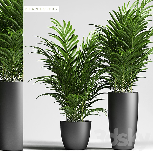 PLANTS 137