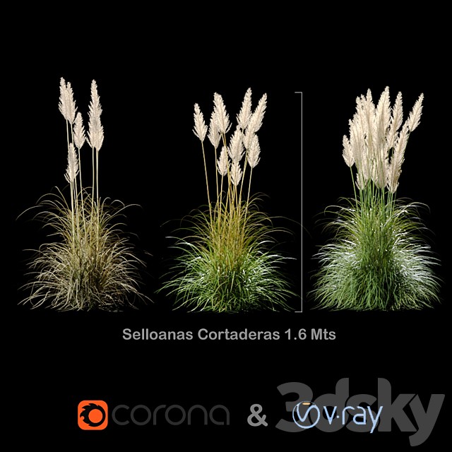 Selloanas Cortaderas Small