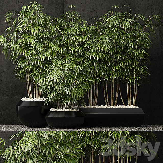 Plants collection 66