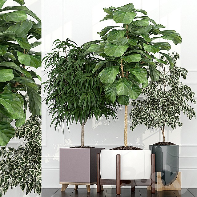 Plants collection 67
