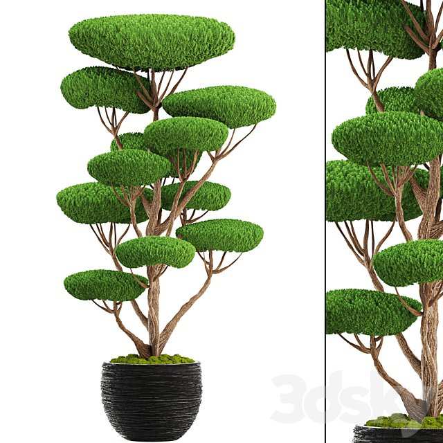 Niwaki 4. cedar topiary, topiary, nivaki, ornamental tree, garden plants, landscaping, pot, flowerpot