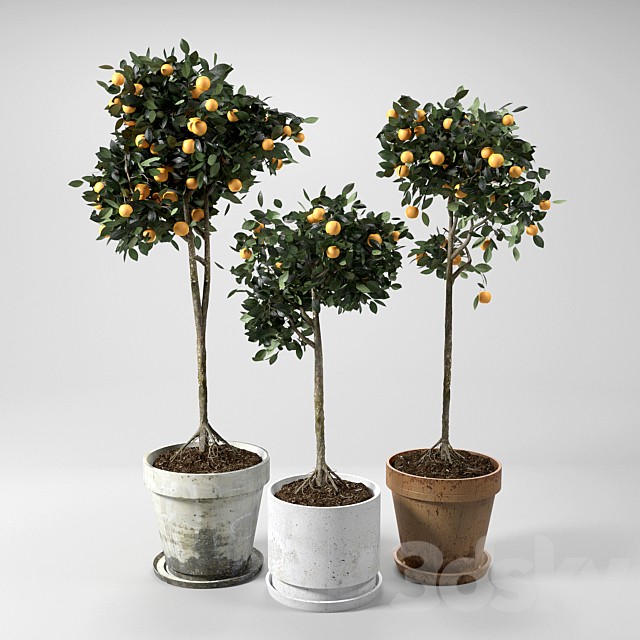 Orange Trees set 01