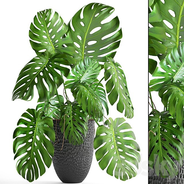 Monstera, bush, flower, pot, black flowerpot, indoor, interior
