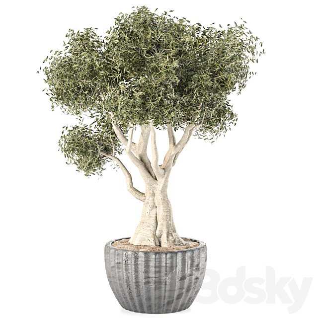Indoor plant 063