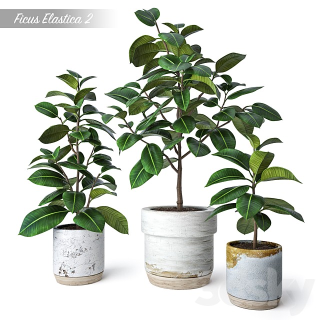 Ficus Elastica 2