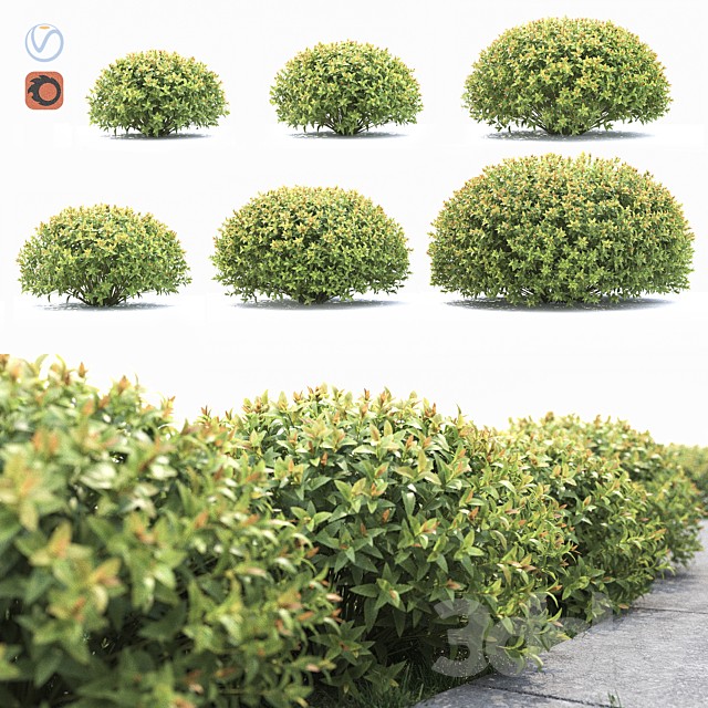 Spiraea japonica