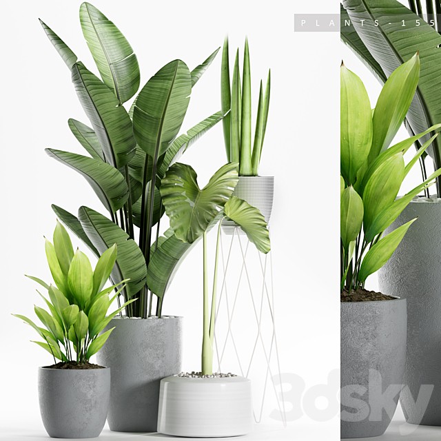 PLANTS 155