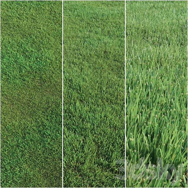 Lawn grass