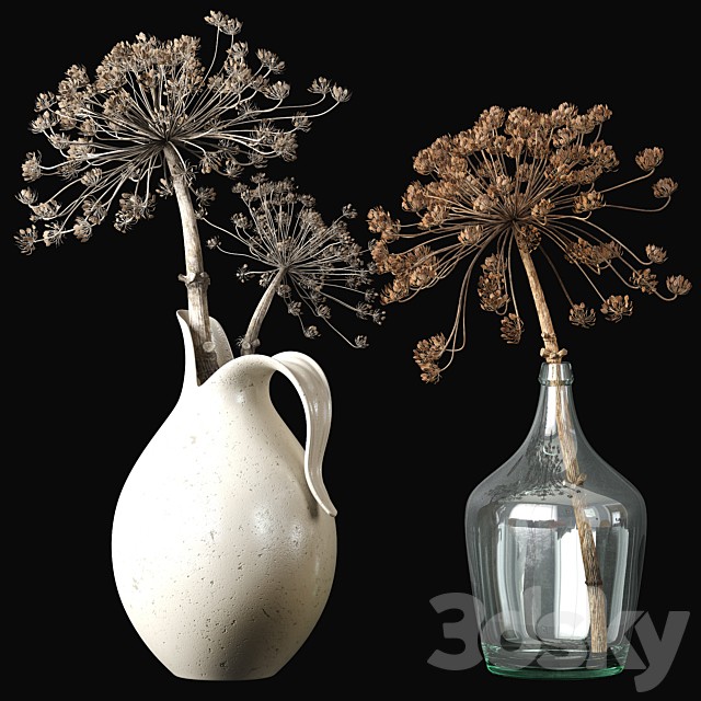 Old heracleum 2