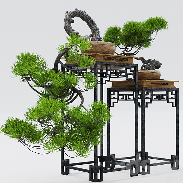 Semi bonsai