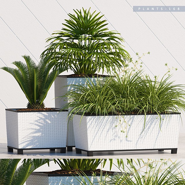 PLANTS 168
