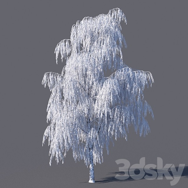 Winter birch (15 meters)