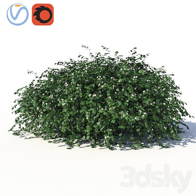 Chubushnik (jasmine) with lying on the ground branches and leaves
