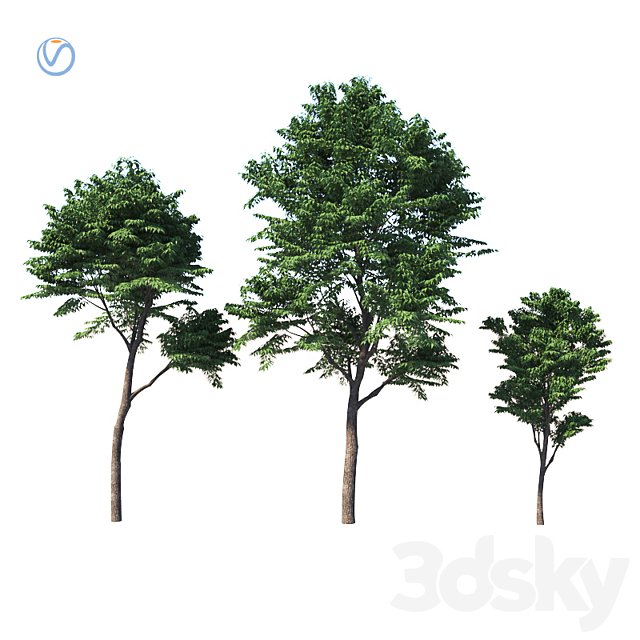 Fraxinus excelsior