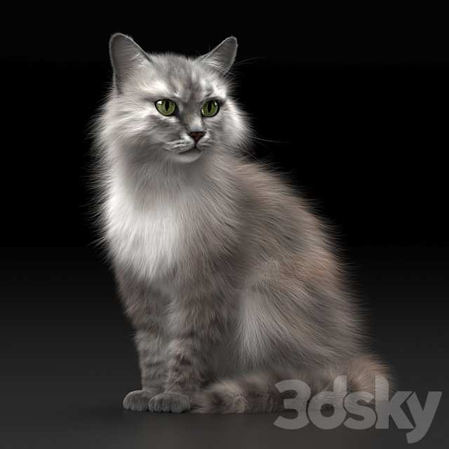 CAT 3