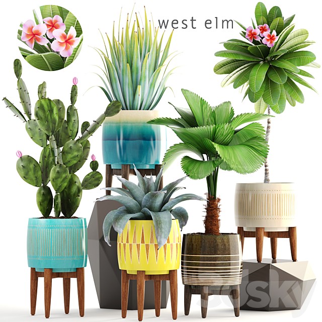 Collection of plants 179. frangipani, flower, pot, cactus, prickly pear, agave, likuala, palm tree, bush, flowerpot