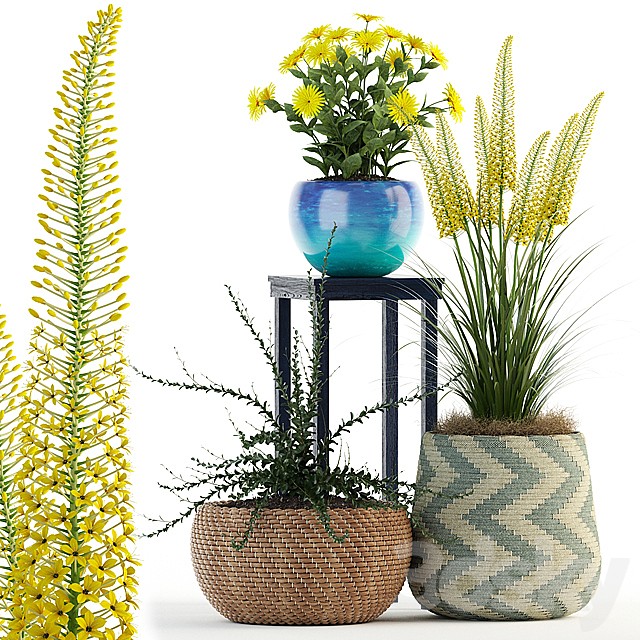 Plants collection 81