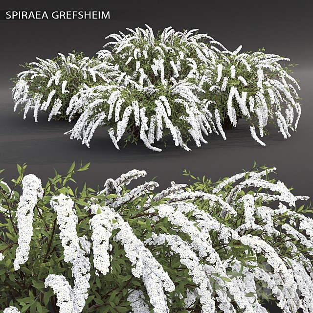 Spirea Grefsheim