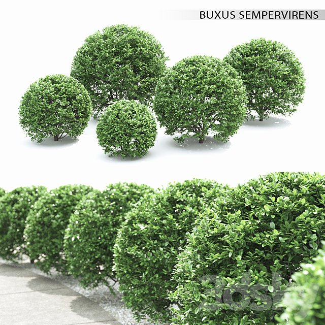 Buxus