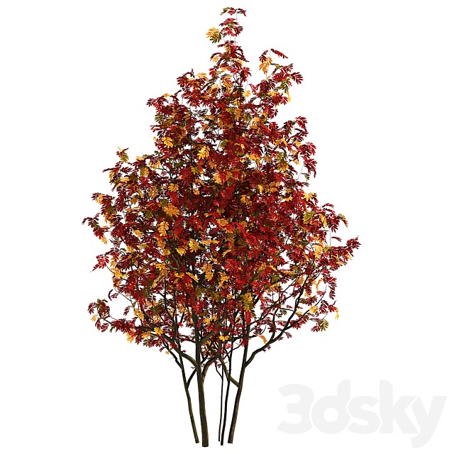 Autumn rowan bush