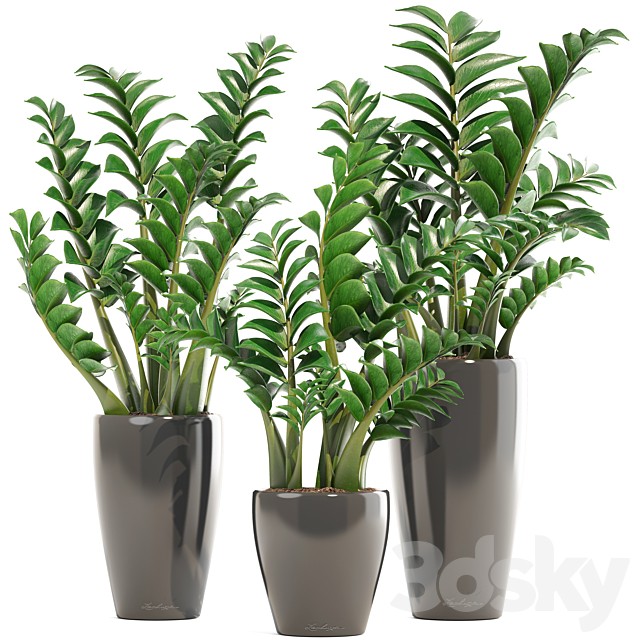 Collection of plants 192. Zamioculcas, flower, pot, bush, flowerpot, interior, decorative