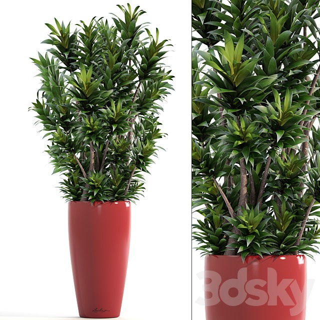 Dracaena 5. Dracaena Reflexa, flower, pot, bush, flowerpot, interior, decorative
