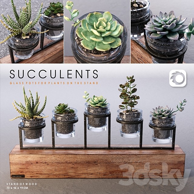 Succulents set