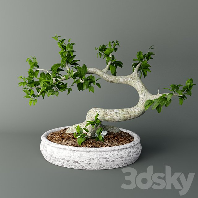 Bonsai Mayogi