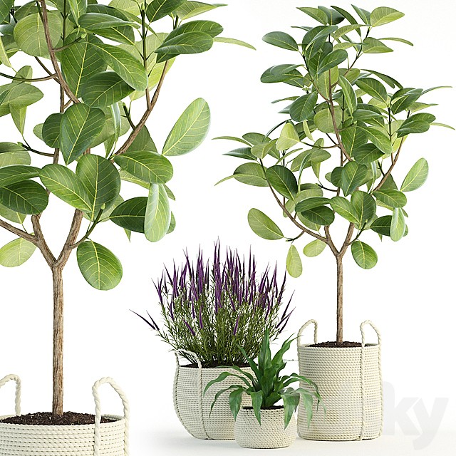 Plants collection 87