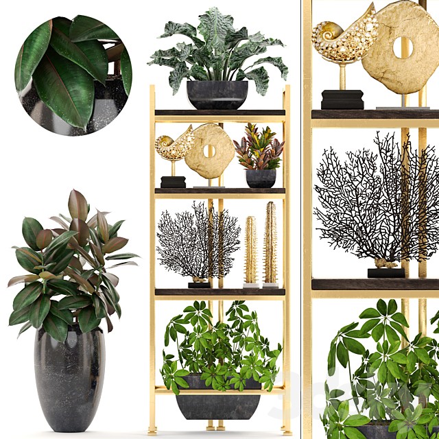 Decorative set. 4. Shelf with flowers, gold, coral, Ficus, pot, Rack, decor, Schefflera, luxury, ficus abidjan