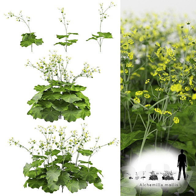 Soft bush cuff | Alchemilla mollis
