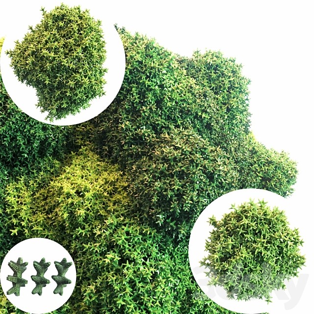 Moss
