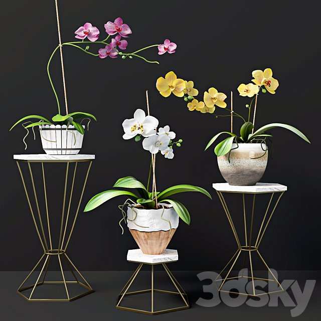 Orchid flowers