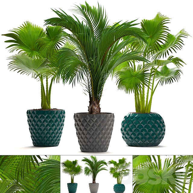 Collection of plants 214. Palm trees. Palm trees, fan, decorative, indoor, pot, flowerpot, concrete
