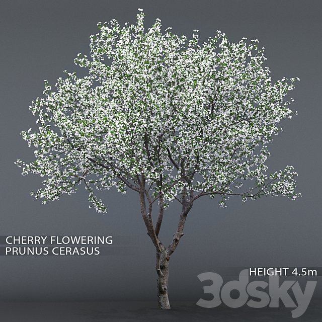 Cherry-tree flowering (Cerasus) # 1
