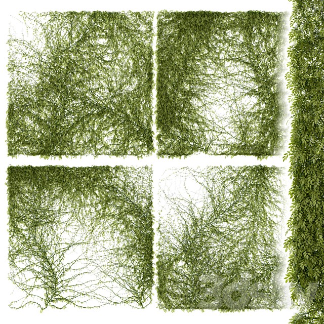 Leaves for walls