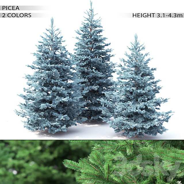 Spruce