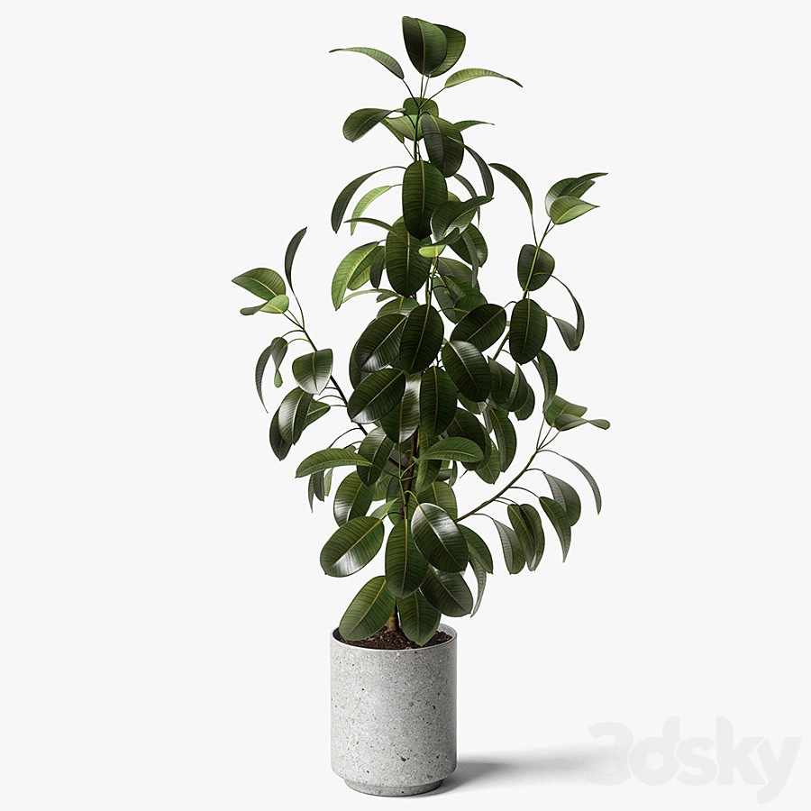 ficus elastica