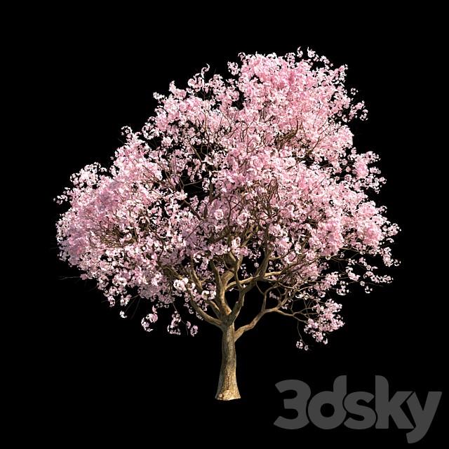 Sakura 5