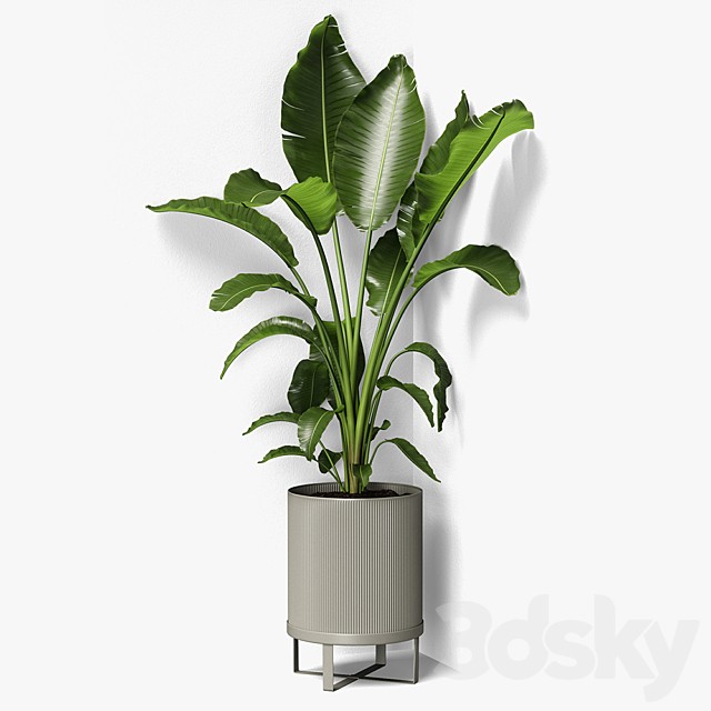 strelitzia plant