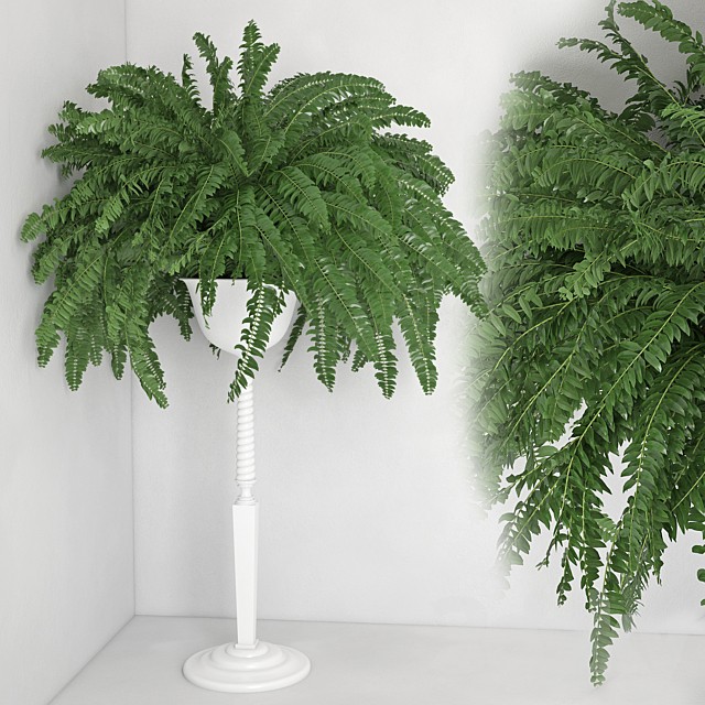 Houseplant 21