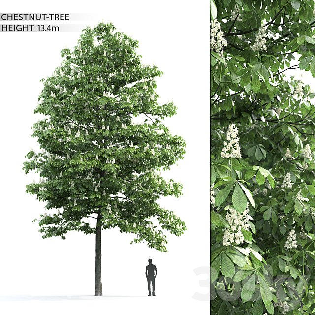 Chestnut 3