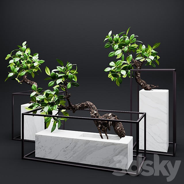 Set of mangrove branches in a vases